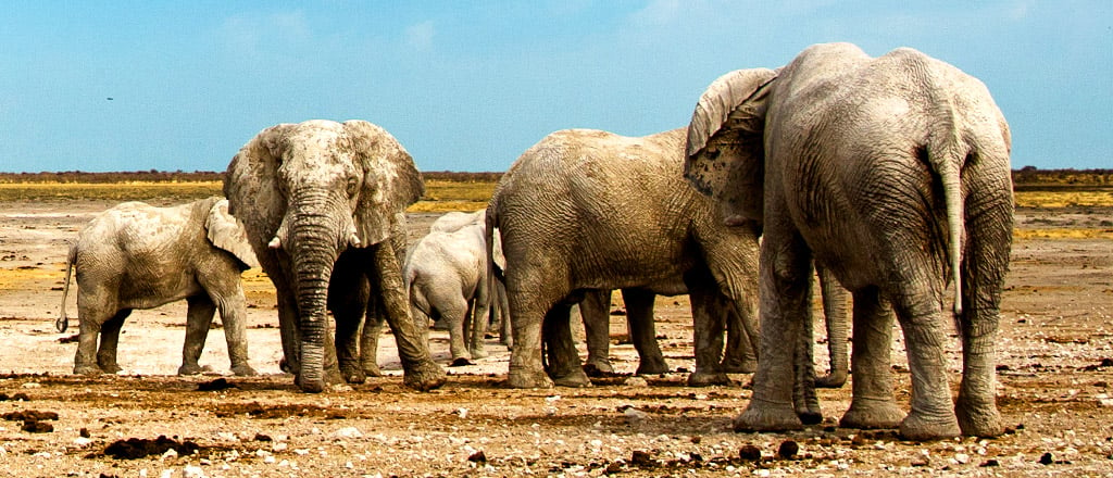 Elephants at a waterhole, Etosha