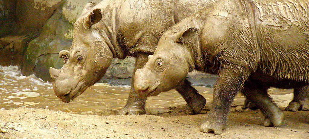 Sumatran Rhinos Photo by Charles W. Hardin