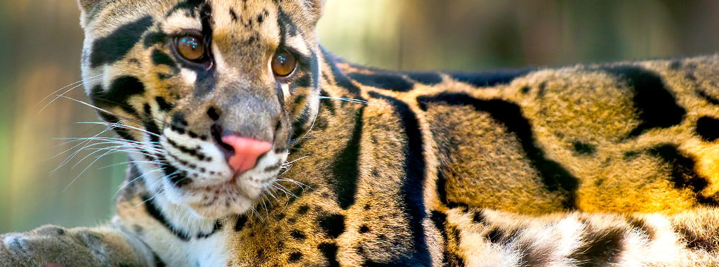 Sunda Clouded Leopard